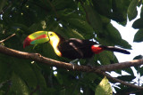 Keel-billed Toucan - Ramphastos sulfuratus