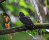Ruddy Quail-Dove - Geotrygon montana