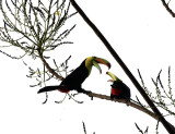 Keel-billed Toucan - Ramphastos sulfuratus