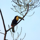 Keel-billed Toucan - Ramphastos sulfuratus