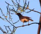 Brown Jay - Psilorhinus morio