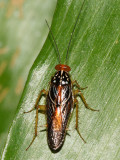 Euphyllodromia sp.