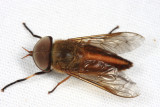 Tabanidae - Tabanus cf. occidentalis