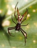 Micrathena sexspinosa