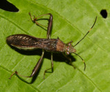 Alydidae - Hyalymenus sp.