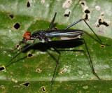 Micropezidae - Scipopus sp.