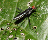 Micropezidae - Scipopus sp.