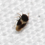 Schizopteridae - probably Schizoptera sp.
