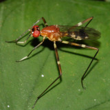 Micropezidae - Poecilotylus sp.