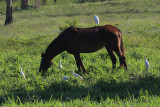 Cattle Egret - Bubulcus ibis