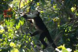 White-faced Capuchin - Cebus capucinus