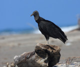 Black Vulture - Coragyps atratus