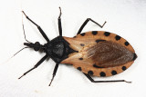 Triatoma dimidiata (female)
