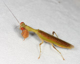 Acontistidae