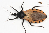 Triatoma dimidiata (female)