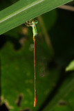 Leptobasis vacillans (male)