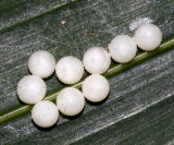 Yellow-fronted Owl Butterfly - Caligo telamonius (eggs)