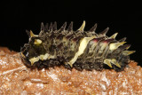 Cattleheart Caterpillar - Parides sp.