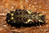 Cattleheart Caterpillar - Parides sp.