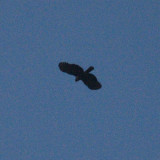 Black Hawk-Eagle - Spizaetus tyrannus