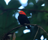 Red-capped Manakin - Pipra mentalis