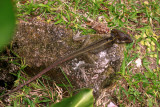 Striped Basilisk Lizard - Basiliscus vittatus