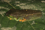 Salvavida Treefrog - Duellmanohyla salvavida