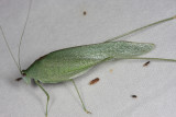 Phaneropterinae