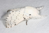 Dot-lined White - Artace cribraria