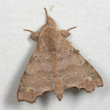 Olceclostera amoria