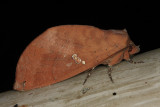 Notodontidae - Hapigia sp.