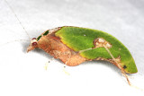 Leaf Mimic Katydid - Pycnopalpa bicordata