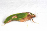 Leaf Mimic Katydid - Pycnopalpa bicordata