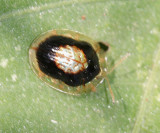 Tortoise Beetle - Cassidini - Microctenochira vivida