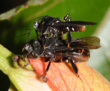 Notocyrtus gibbus