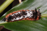 Shag-carpet Caterpillar - Prothysana felderi