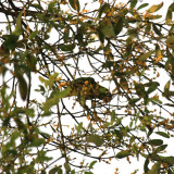 Olive-throated Parakeet - Aratinga nana