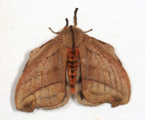 Hyperchiria sp.