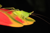 Copiphora monoceros