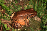 Central American Bullfrog - Leptodactylus pentodactylus