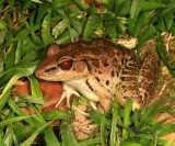 Leptodactylus sp.