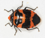 Arocera melanopyga