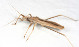 Stenopoda cf cinerea