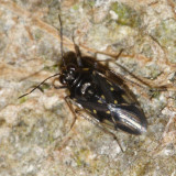 Shore Bug - Saldidae