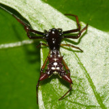 Micrathena sexspinosa