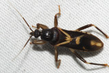 Rasahus sulcicollis