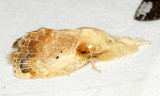 Lasiocampidae - Euglyphis asapha