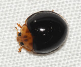 Coccinellinae - Tribe Halyziini