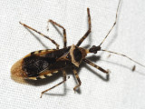 Mucrolicter alienus