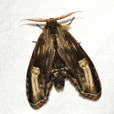 Notodontidae - Truncaptera sp.